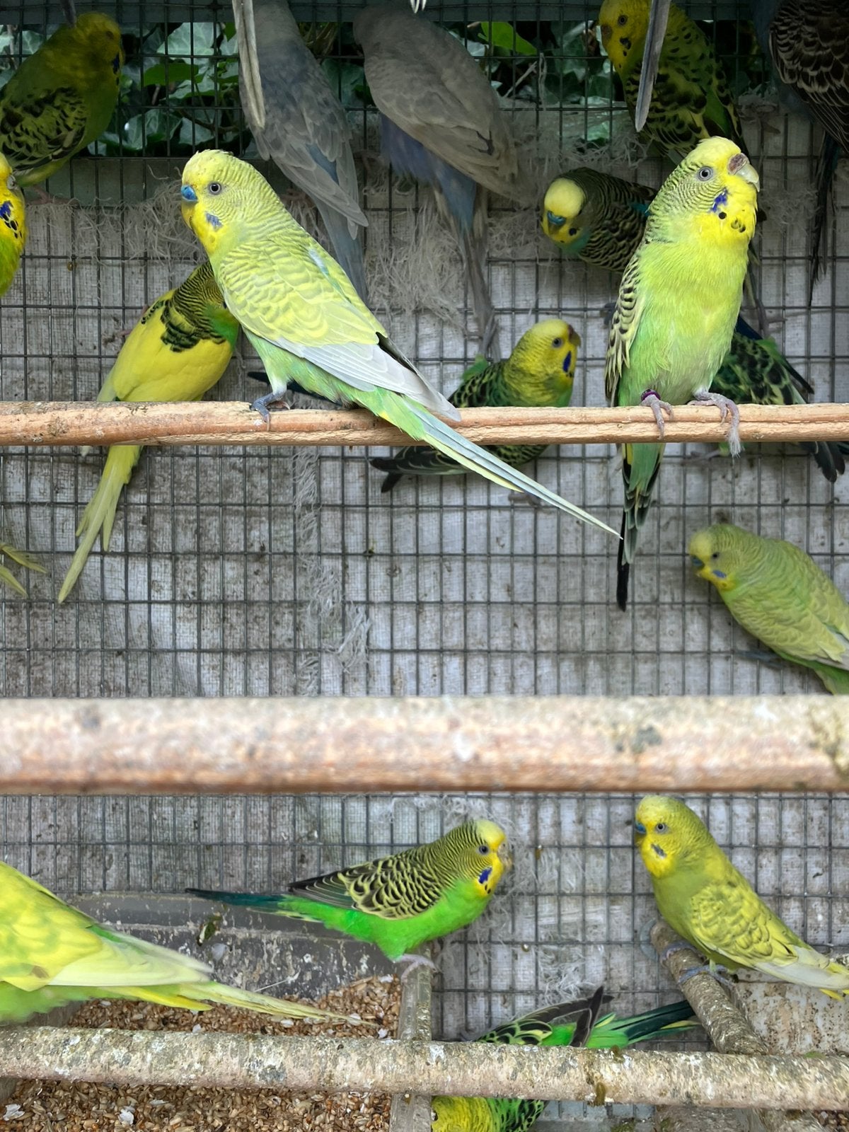 BEWEZEN KWEEKKOPPELS GRASPARKIETEN VANAF 20 EURO/KOPPEL, Dieren en Toebehoren, Meerdere dieren, Parkiet