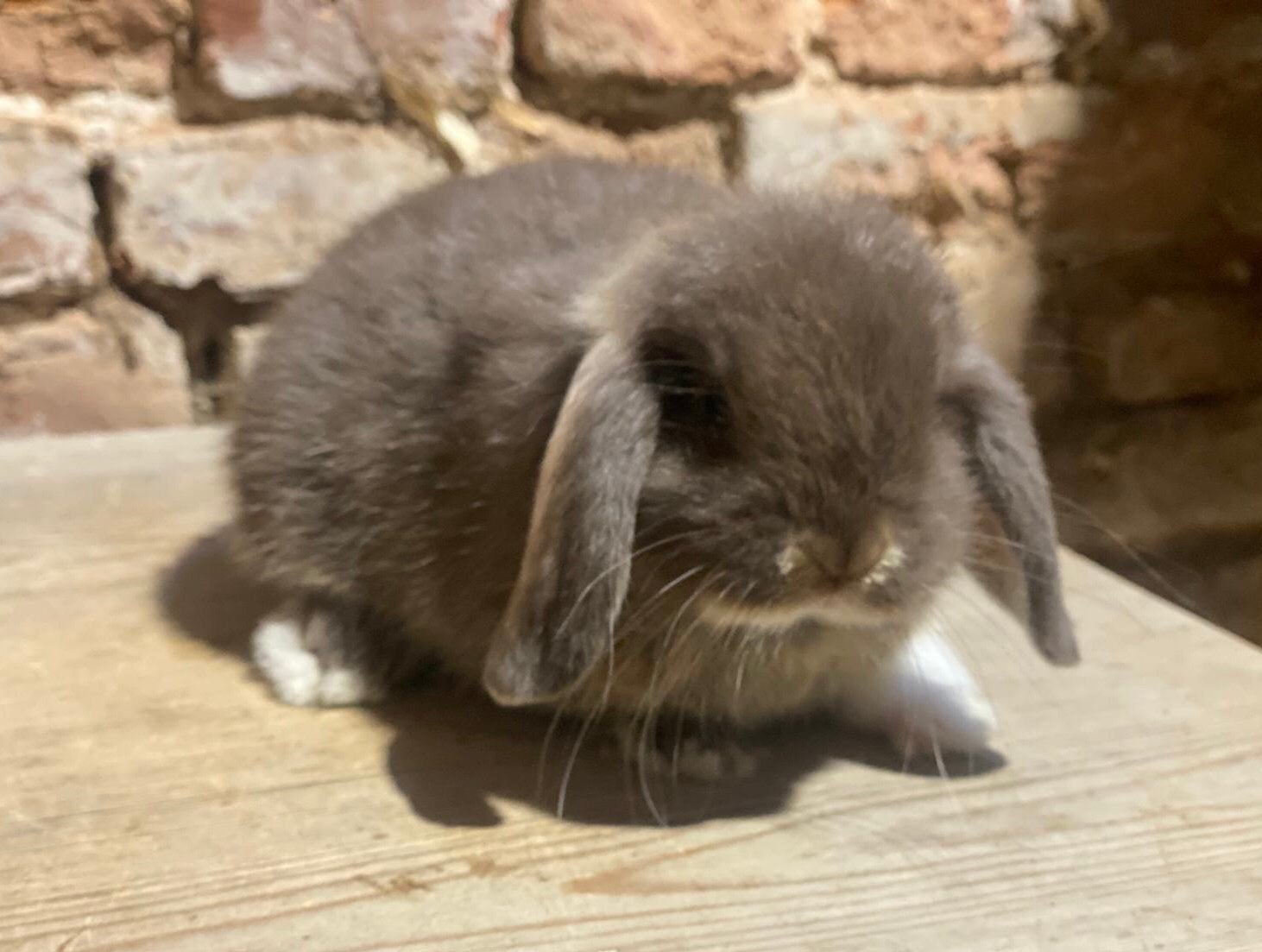 Minilop (dwerghangoor konijntjes), Dieren en Toebehoren, Konijnen, Meerdere dieren, Dwerg, Hangoor, 0 tot 2 jaar