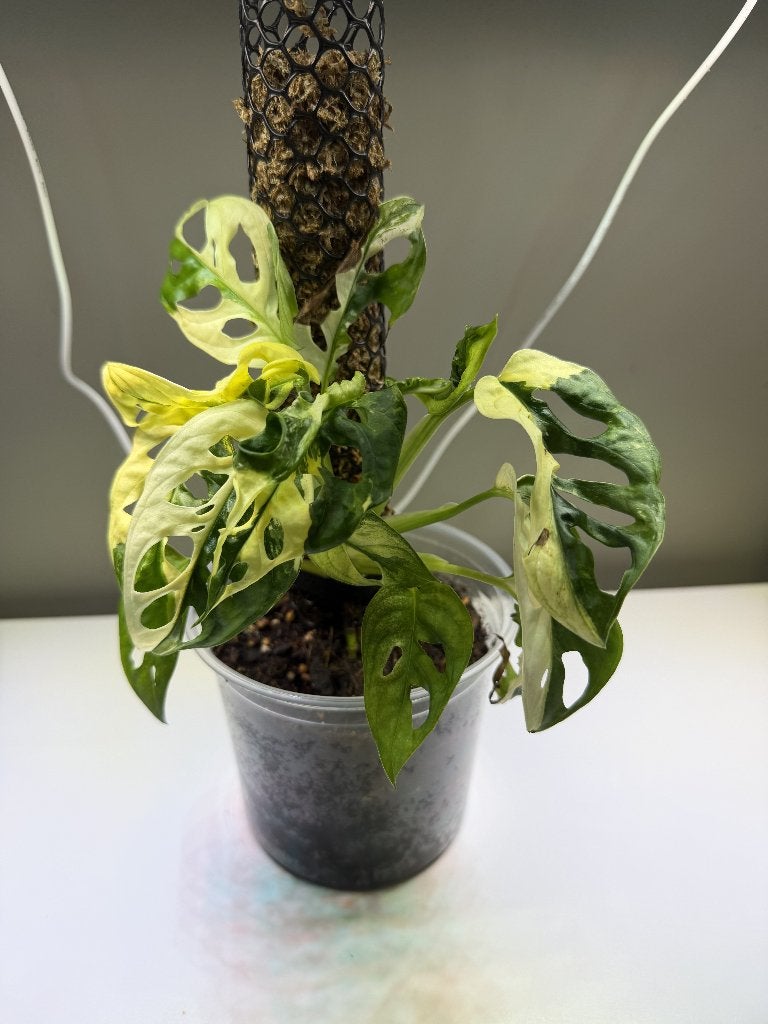 Monstera adansonii variegata - Gerda #1, Huis en Inrichting, Kamerplanten, Ophalen, Overige soorten, Halfschaduw, Minder dan 100 cm