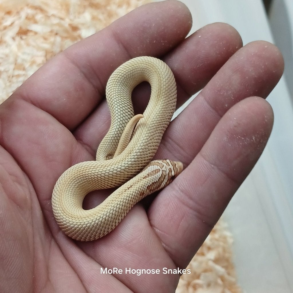 Heterodon nasicus Artic toffee conda en Artic candy, Dieren en Toebehoren, Reptielen en Amfibieën, Slang, 0 tot 2 jaar