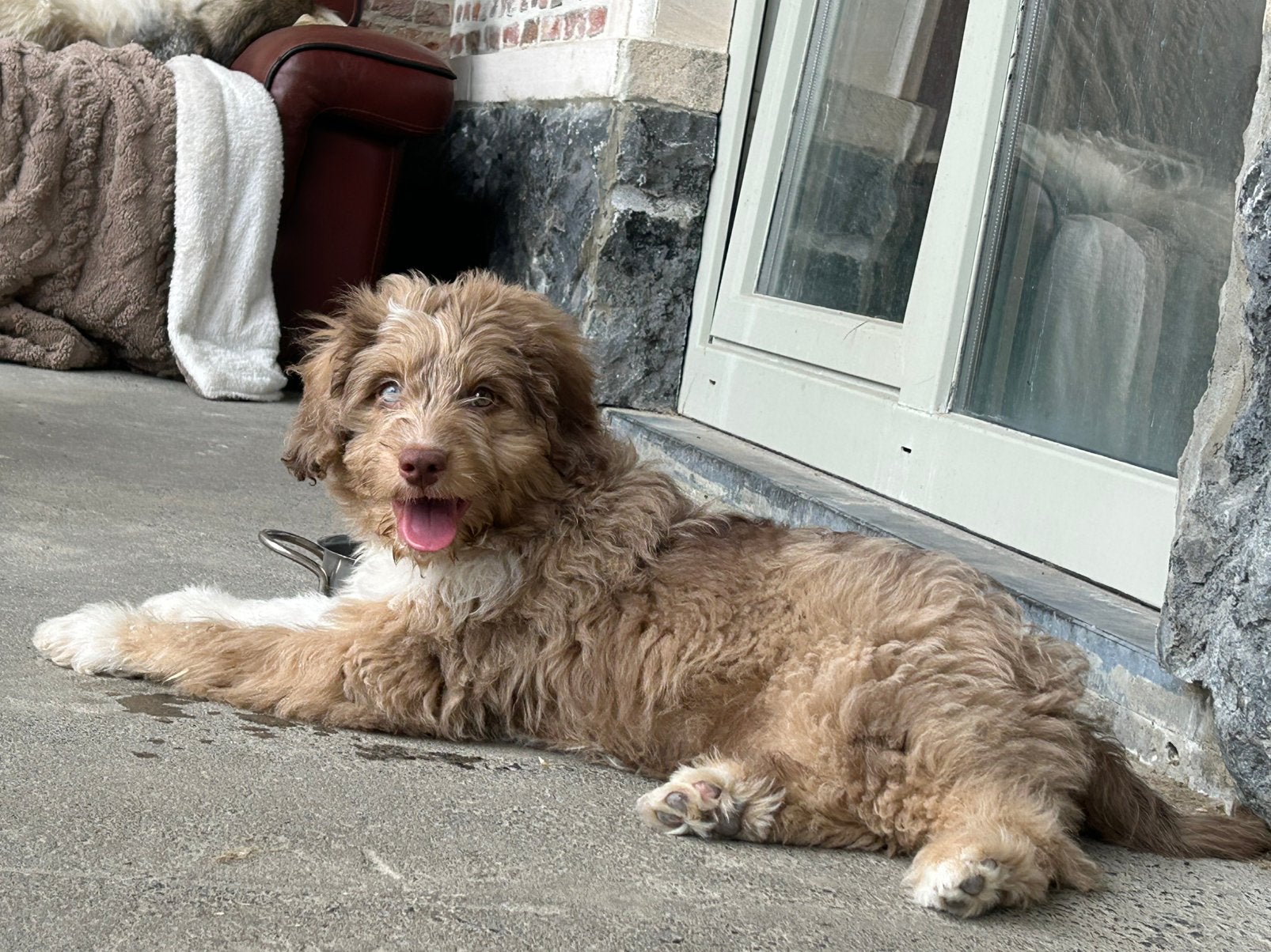 Mini Aussiedoodle reu, Animaux & Accessoires, Chiens | Bergers & Bouviers, Chien (mâle), Hépatite contagieuse (maladie de Rubarth)