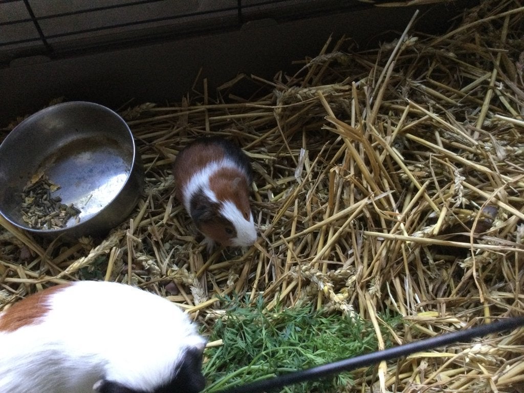 Cavia’s, Dieren en Toebehoren, Cavia, Augustus, Mannelijk, Tam