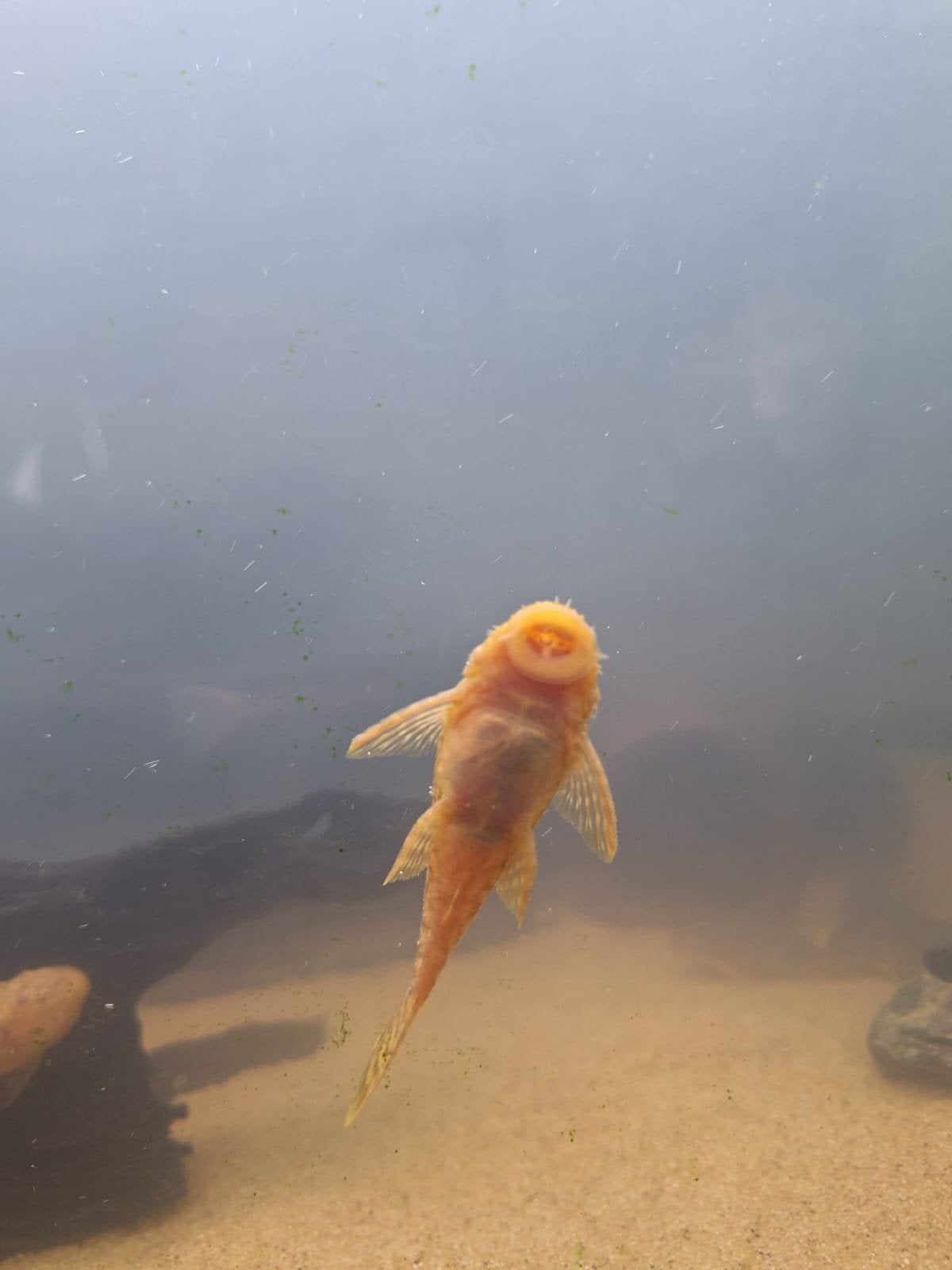 Pleco’s, Poisson