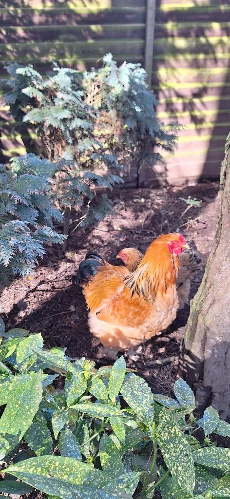 broedeieren brahma groothoenders
