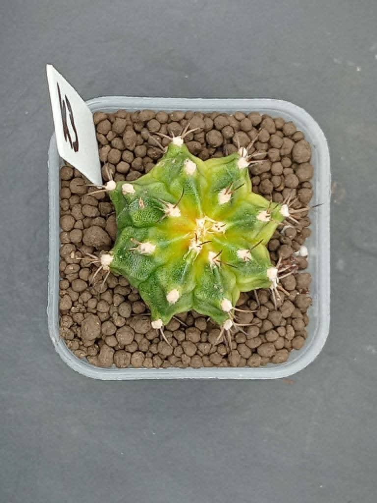 Gymnocalycium mihanovichi K3, Maison & Meubles, Plantes d'intérieur, En pot, Plein soleil, Moins de 100 cm, Enlèvement