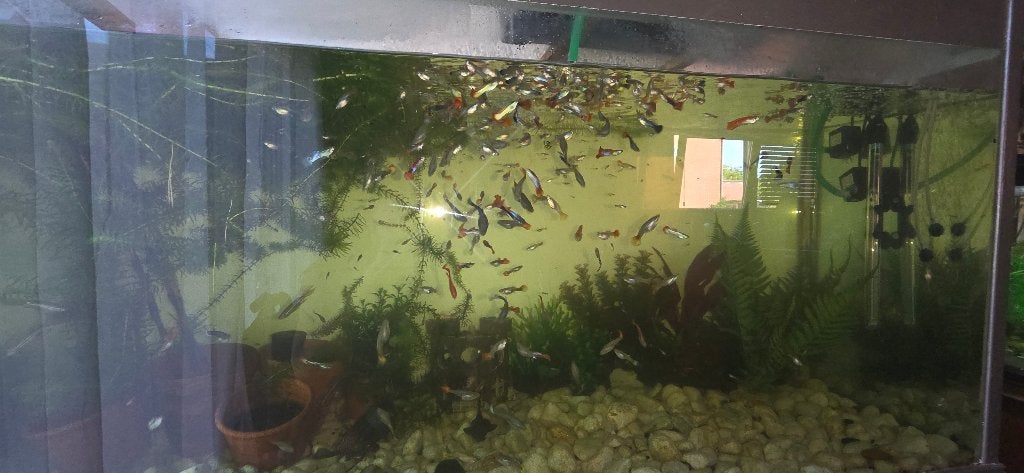diverse kleuren guppys, Dieren en Toebehoren