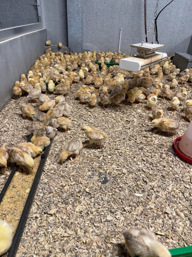 Kuikens te koop kippen, Dieren en Toebehoren, Vrouwelijk, Kip