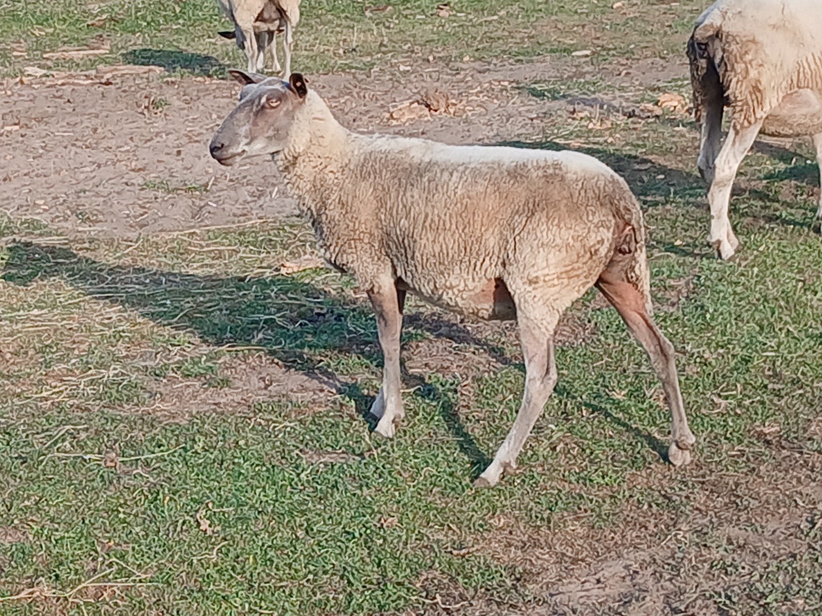 Ooi 2jaar, Dieren en Toebehoren, Schapen, Geiten en Varkens