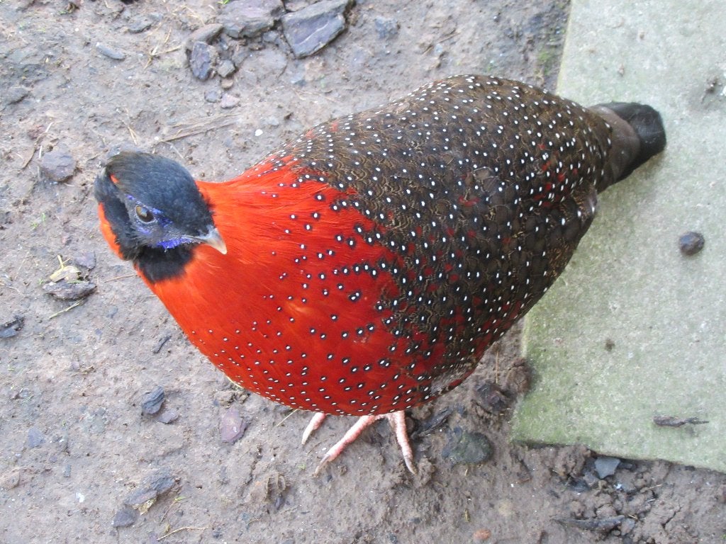 Tragopan satyrique, Mâle, Oiseau tropical, Domestique