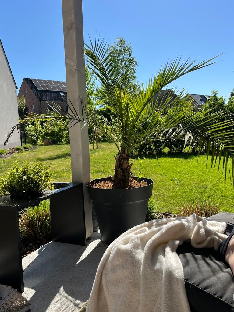 Dadelpalm, Bloeit niet, 100 tot 250 cm, Palmboom, Ophalen