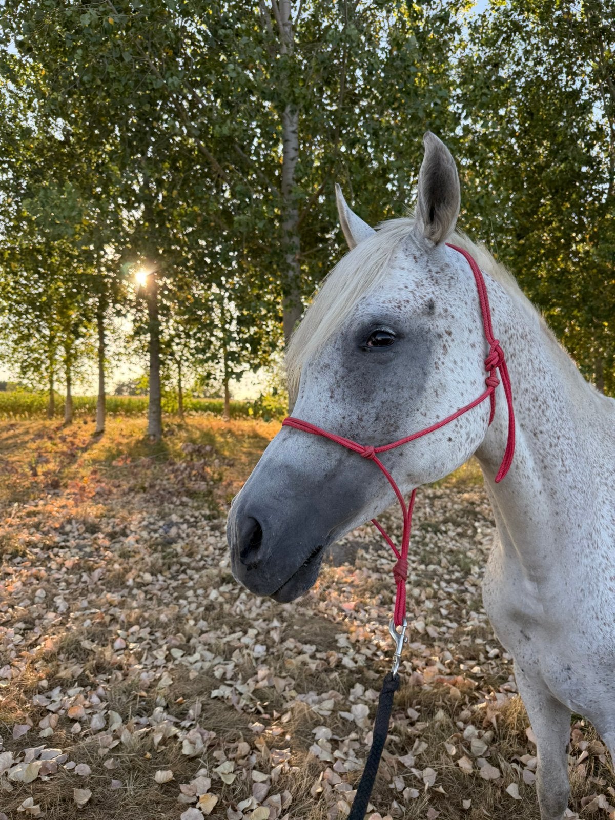 Verzorgpaarden aangeboden