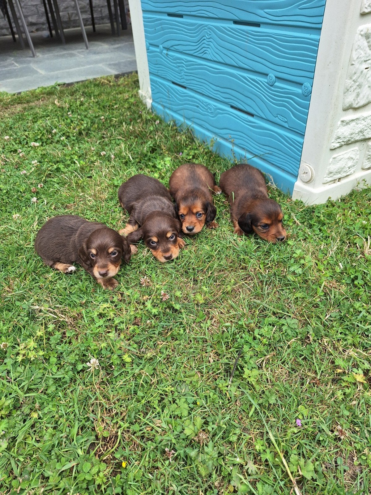 Langharige dwergteckel pups, Belgique, Poils longs, Plusieurs, Nain