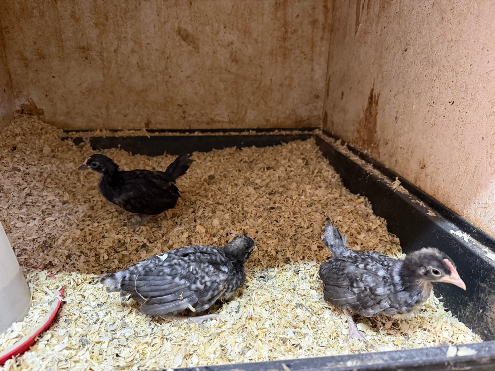 Gratis hanenkuikens, Dieren en Toebehoren