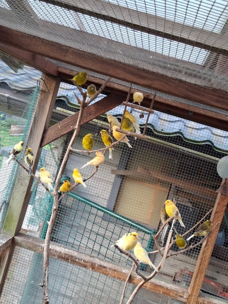 Canaris jaunes et panachés — à partir de 8€ par oiseau, Plusieurs animaux, Canari de couleur