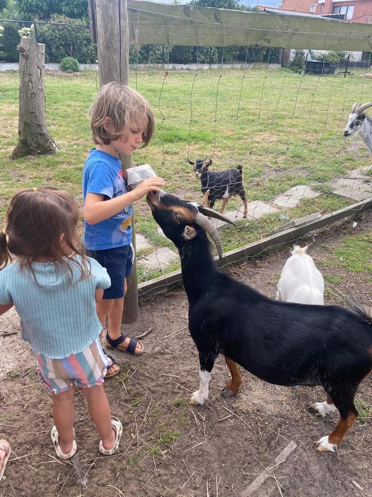 Koppeltje sociale dwerggeitjes, Dieren en Toebehoren
