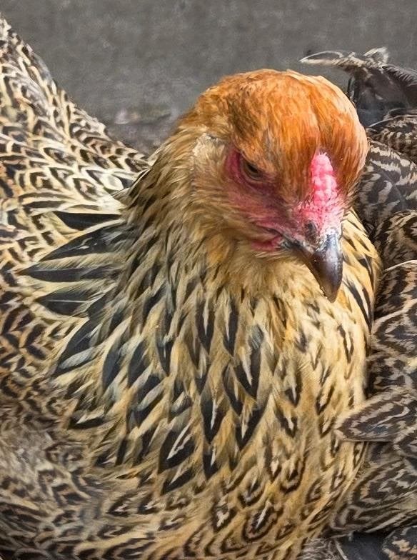 Hennen Brahma meerzomig goudpatrijs, Vrouwelijk, Kip