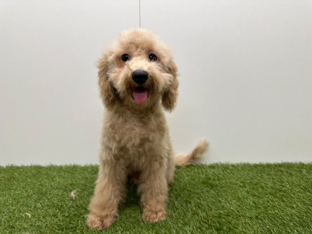 Kruising Poedel pups, Dieren en Toebehoren, België, Overige rassen, 8 tot 15 weken, CDV (hondenziekte)