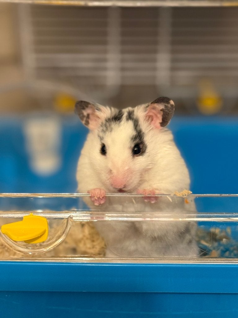 Hamster, Animaux & Accessoires, Rongeurs, Hamster, Octobre, Mâle, Domestique