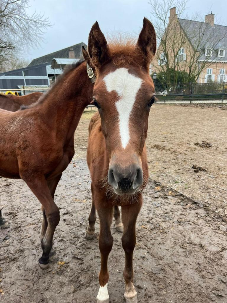 2 chamantje jaarling hengstjes, Dieren en Toebehoren, Pony's, Ontwormd