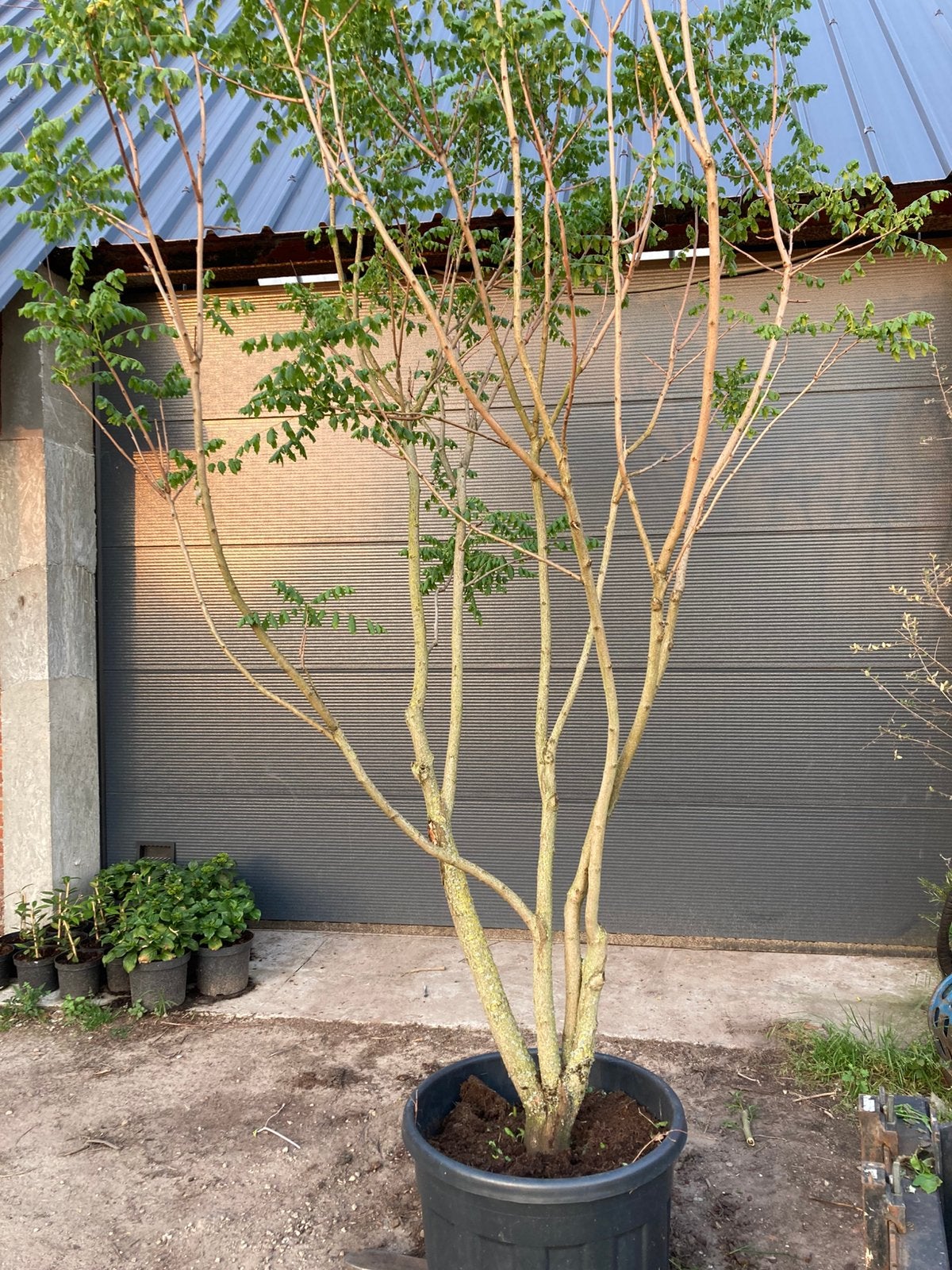 Meerstammige koelreutia paniculata, Ophalen