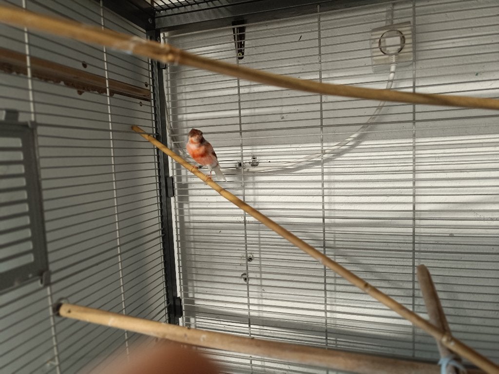Vogels harlekijn kanaries, Dieren en Toebehoren, Mannelijk, Kleurkanarie