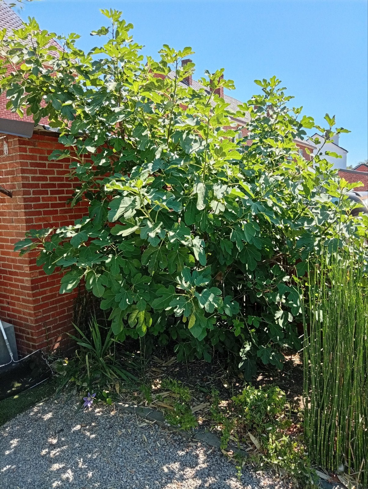 vijgenboom 3mtr bezig aan 2e dracht vijgen, Tuin en Terras, Ophalen