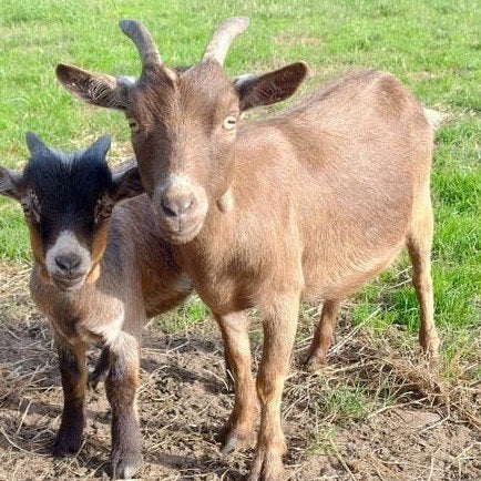 dwerggeit, mieke, Femelle, Chèvre, 0 à 2 ans