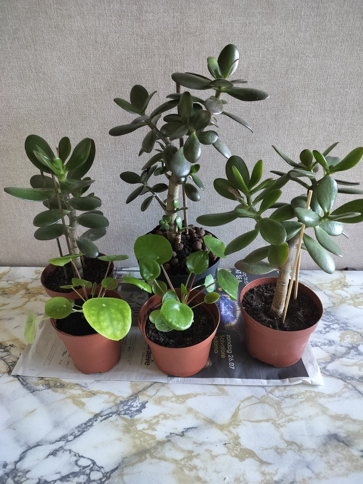 crassula plant en pannenkoekenplant, Enlèvement, Plante fixe