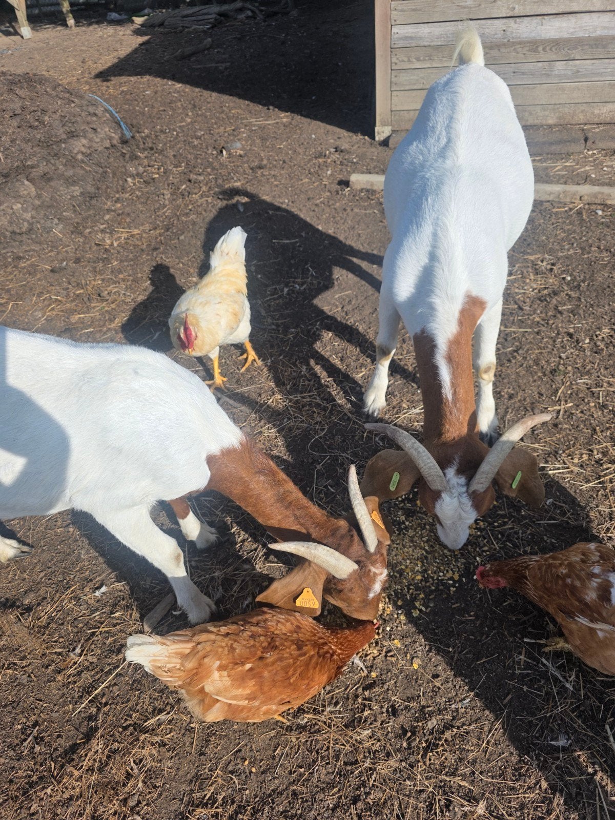 2 Boergeit met stamboek