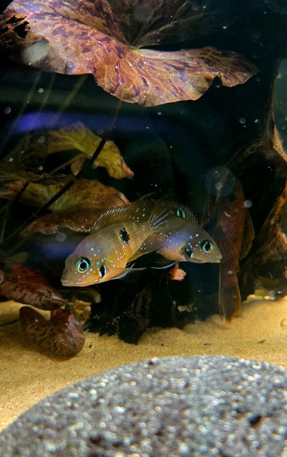 Thorichthys Elioti (Maculipinnis) – 2 Halfwas Vrouwen, Ophalen