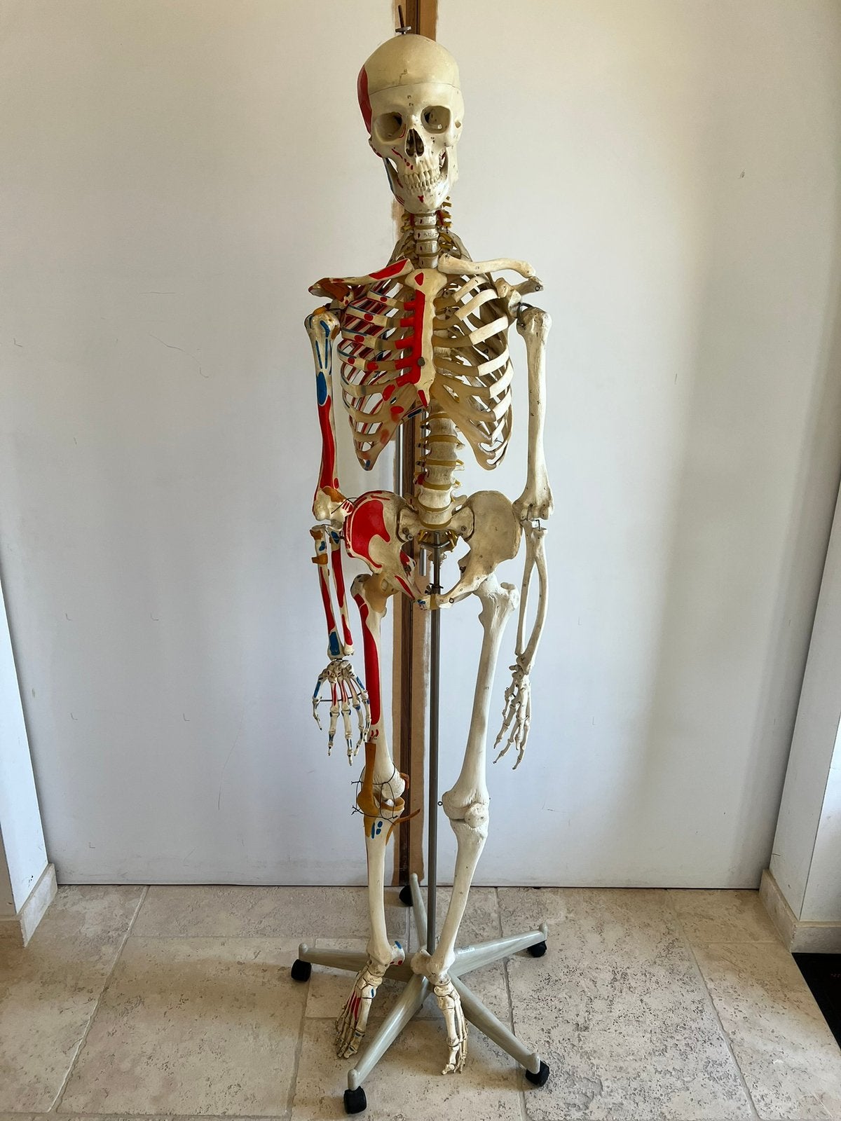Levensgroot anatomisch skelet ‘SAM’ A13 3B SCIENTIFIC, Ophalen, Gebruikt