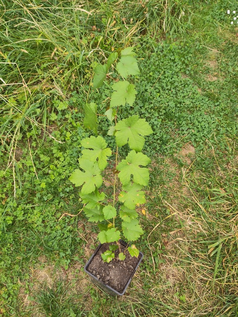 Pied de vigne Raisin blanc, Plein soleil, Été, Enlèvement, Plantes fruitières