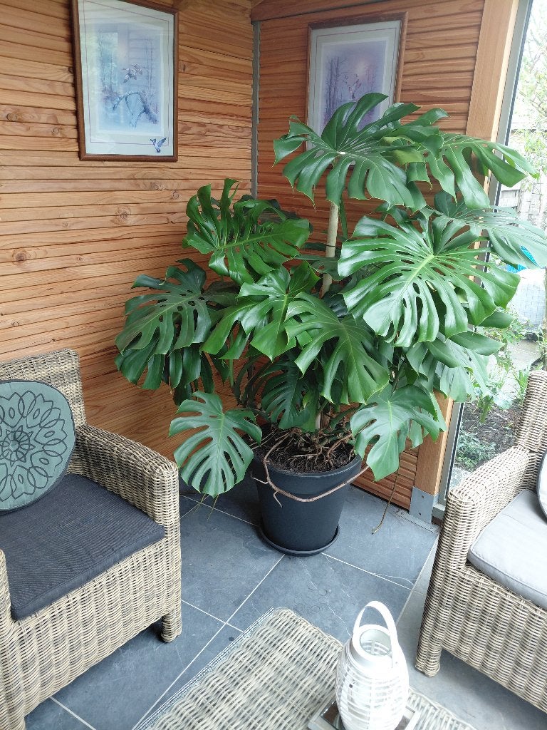 monstera, Huis en Inrichting, Ophalen, Overige soorten, Halfschaduw, In pot