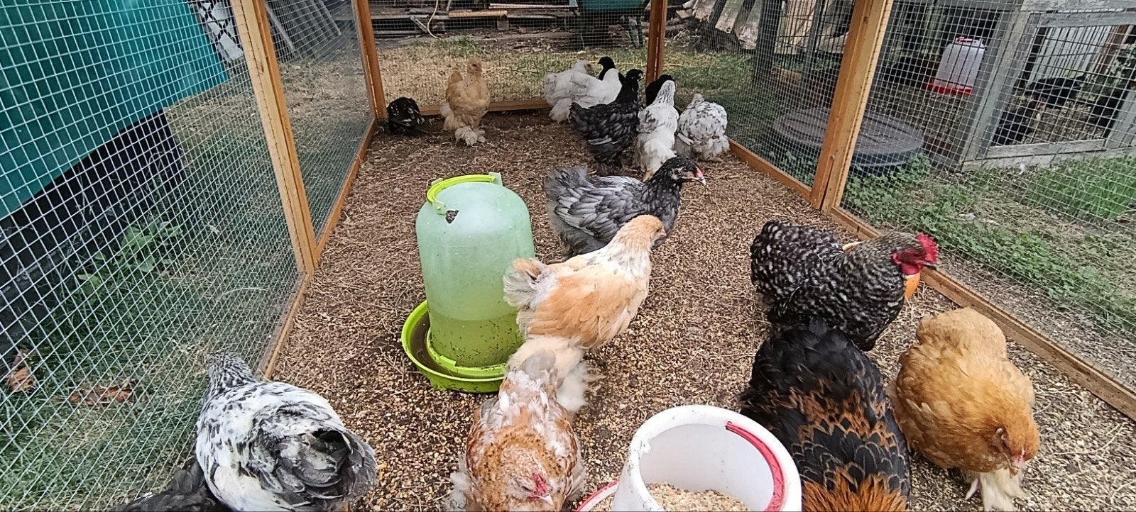 cochin kriel kippen + Brahma groothoenders in opgroei, Animaux & Accessoires, Plusieurs animaux, Poule ou poulet