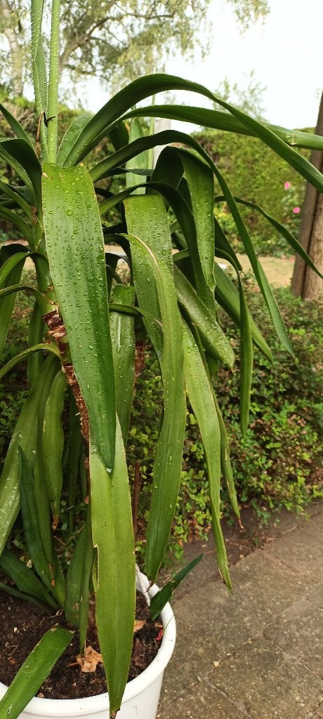 plante d'intérieur, En pot, Yucca, 150 à 200 cm, Enlèvement