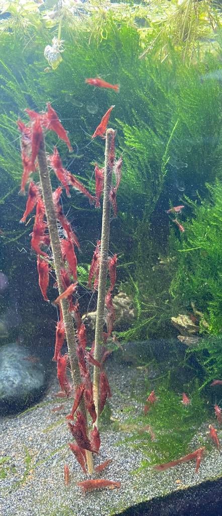Vuurgarnalen, Dieren en Toebehoren, Vissen | Aquariumvissen