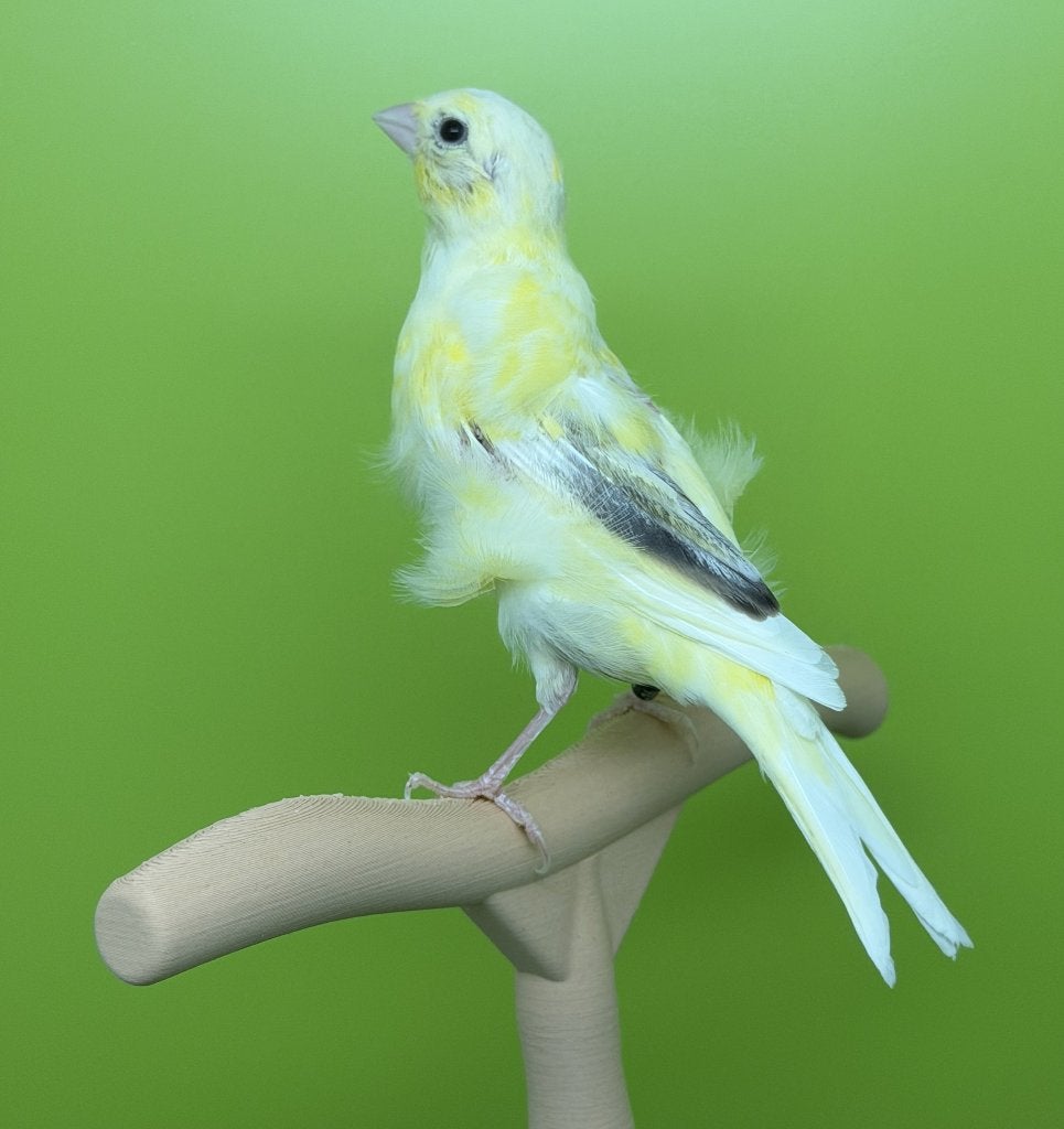 Fiorino kanarie postuurkanarie 2026, Dieren en Toebehoren, Postuurkanarie