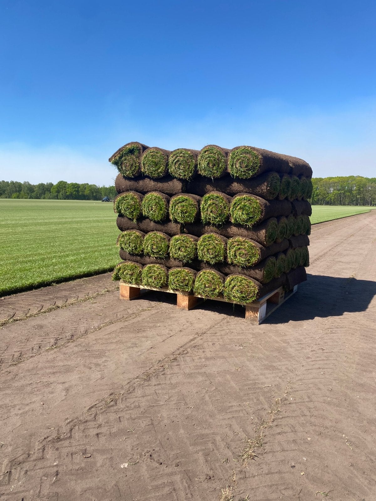 Gazon en rouleau, de très bonne qualité, Enlèvement, Neuf, 20 m² ou plus, Herbe