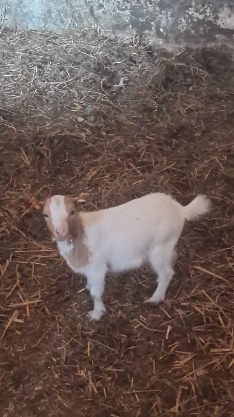 geit Mieke tekoop, Animaux & Accessoires