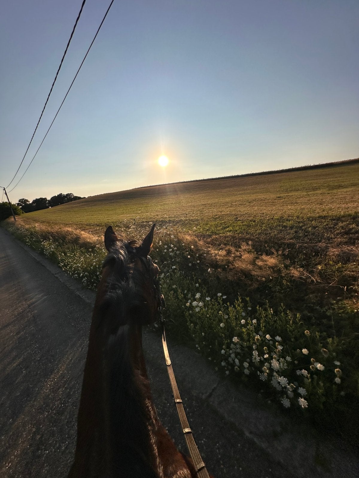 Gezocht: Plaatsje voor mijn merrie, Weidegang, 1 paard of pony