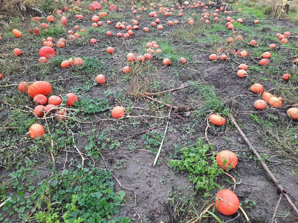 Pompoenen, Ophalen