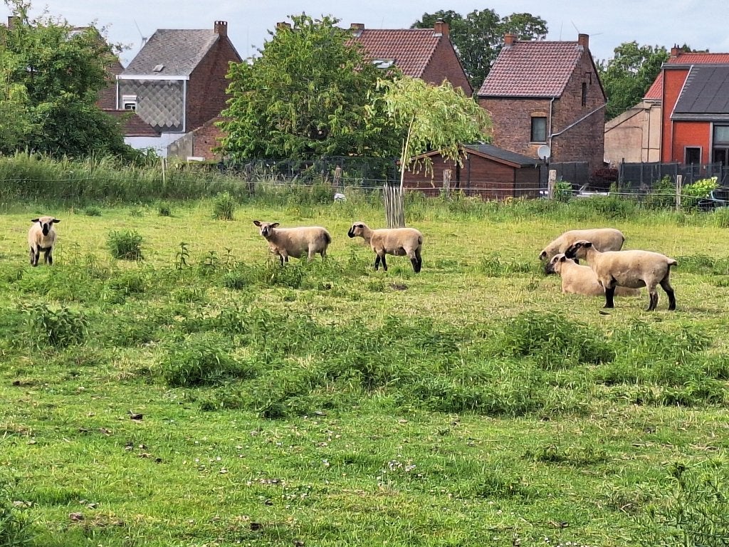 Troupeau hamsphire (5 femelles-1mâle), Animaux & Accessoires, Moutons, Chèvres & Cochons, Plusieurs animaux, Mouton, 3 à 5 ans