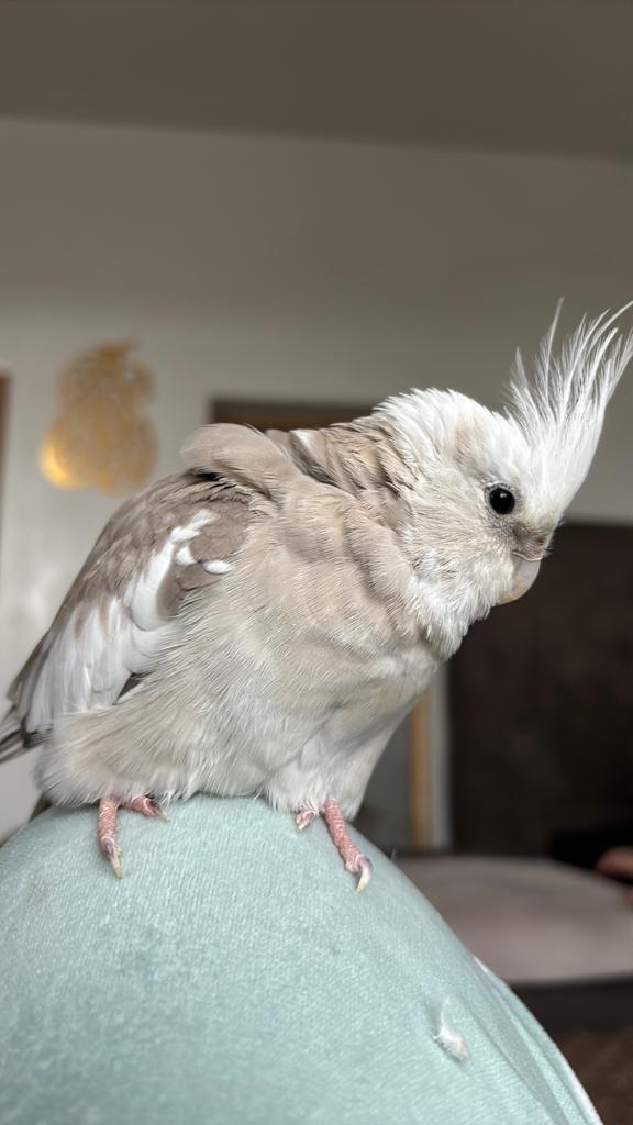 Recherche calopsitte lire l’annonce, Animaux & Accessoires, Enlèvement ou Envoi, Comme neuf, Métal, Cage à oiseaux