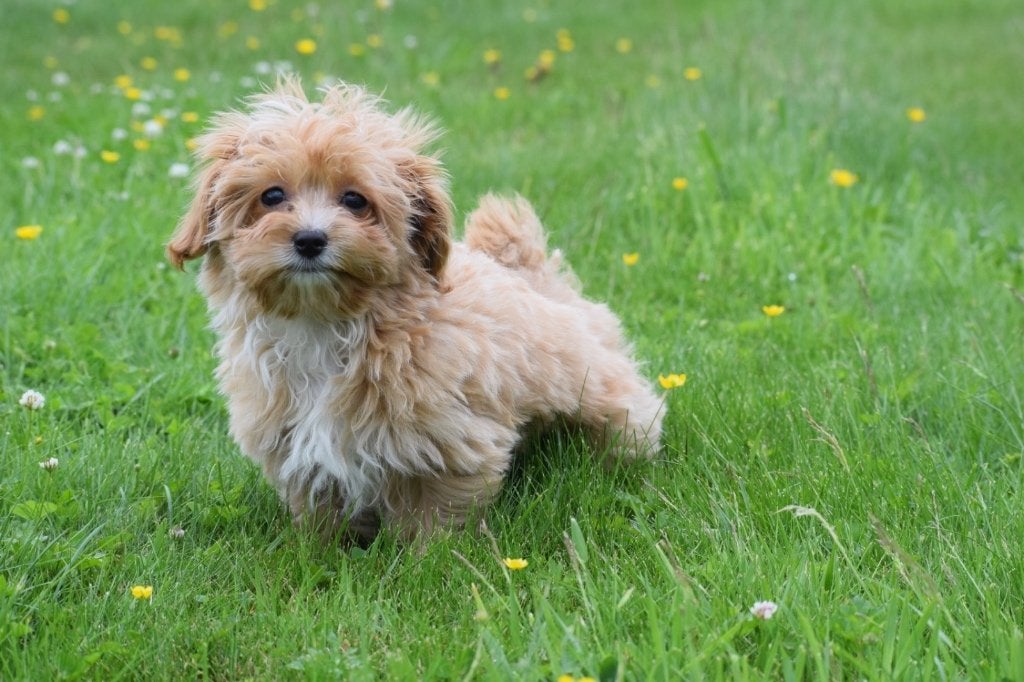 Maltipoo pups, Dieren en Toebehoren, 15 weken tot 1 jaar, Buitenland, Parvo, Meerdere