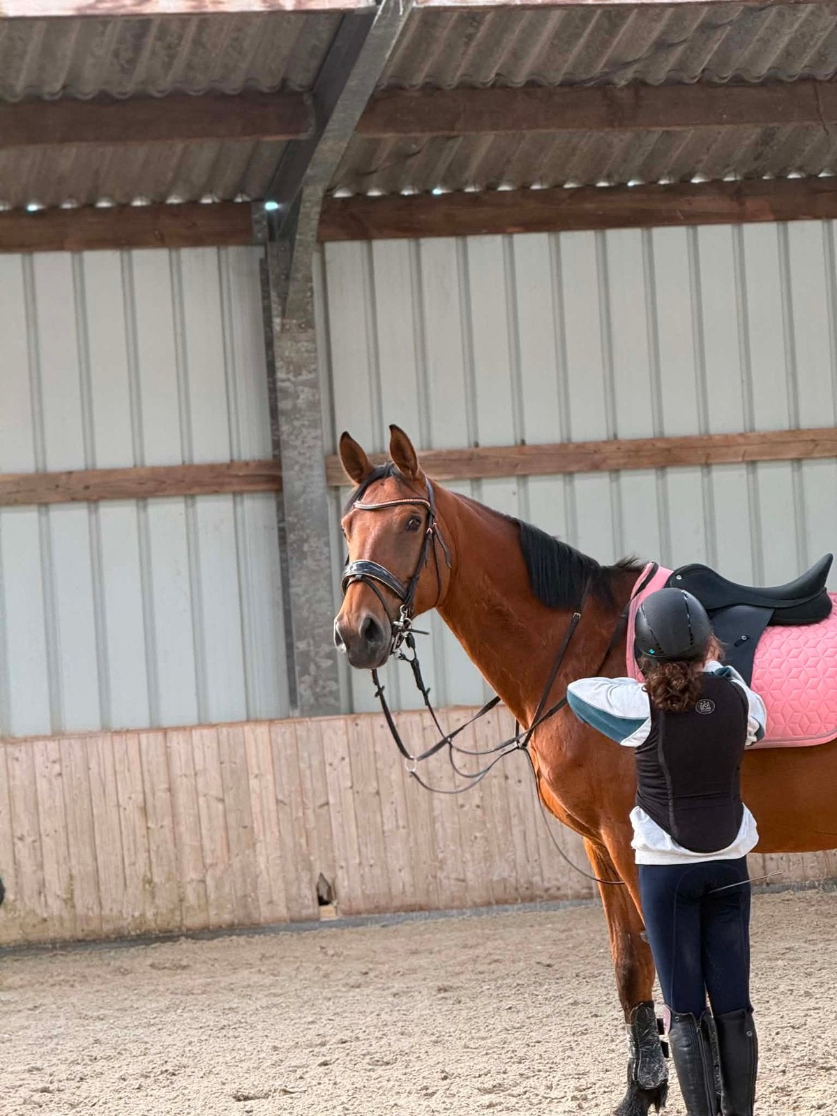 BWP SPRINGPAARD, Dieren en Toebehoren, Paarden, Merrie, M, Springpaard