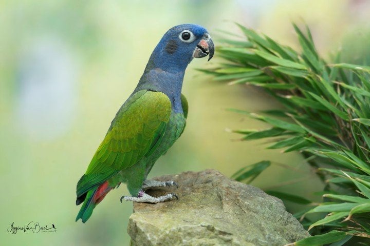 Pionus menstruus blauwkop papegaai zwartoor, Plusieurs animaux, Perroquet, Bagué