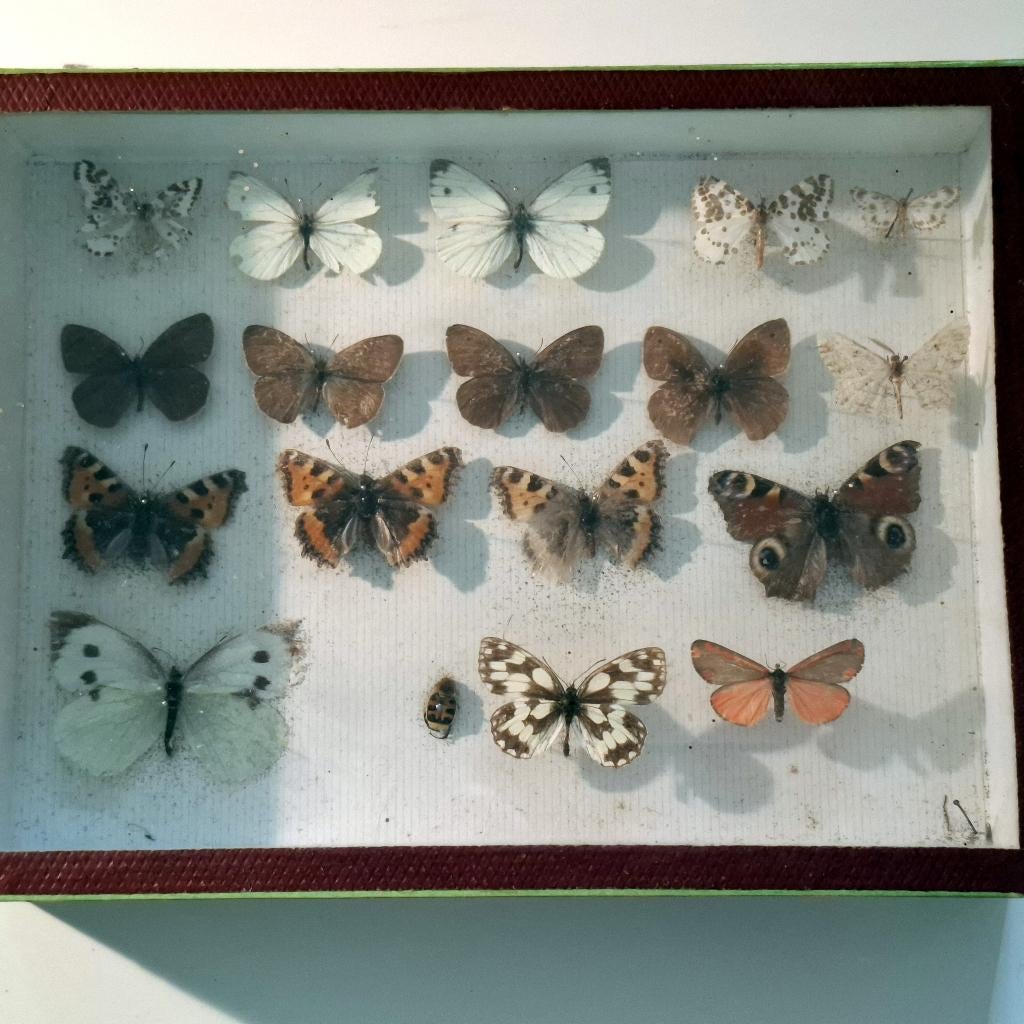 Kleine oudere  verzameldoos vlinders, Envoi, Utilisé, Insecte, Animal empaillé
