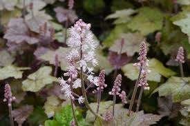 Tiarella Wherryi, Ophalen, Halfschaduw