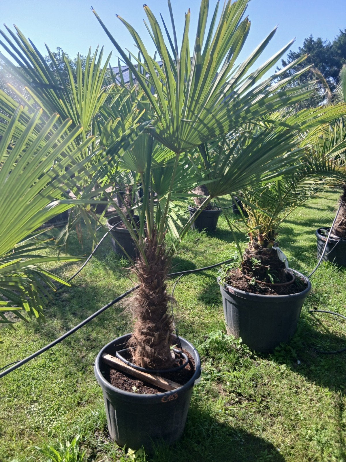 ‼️palmbomen trachycarpus fortunei aan stuntprijzen‼️, Ophalen
