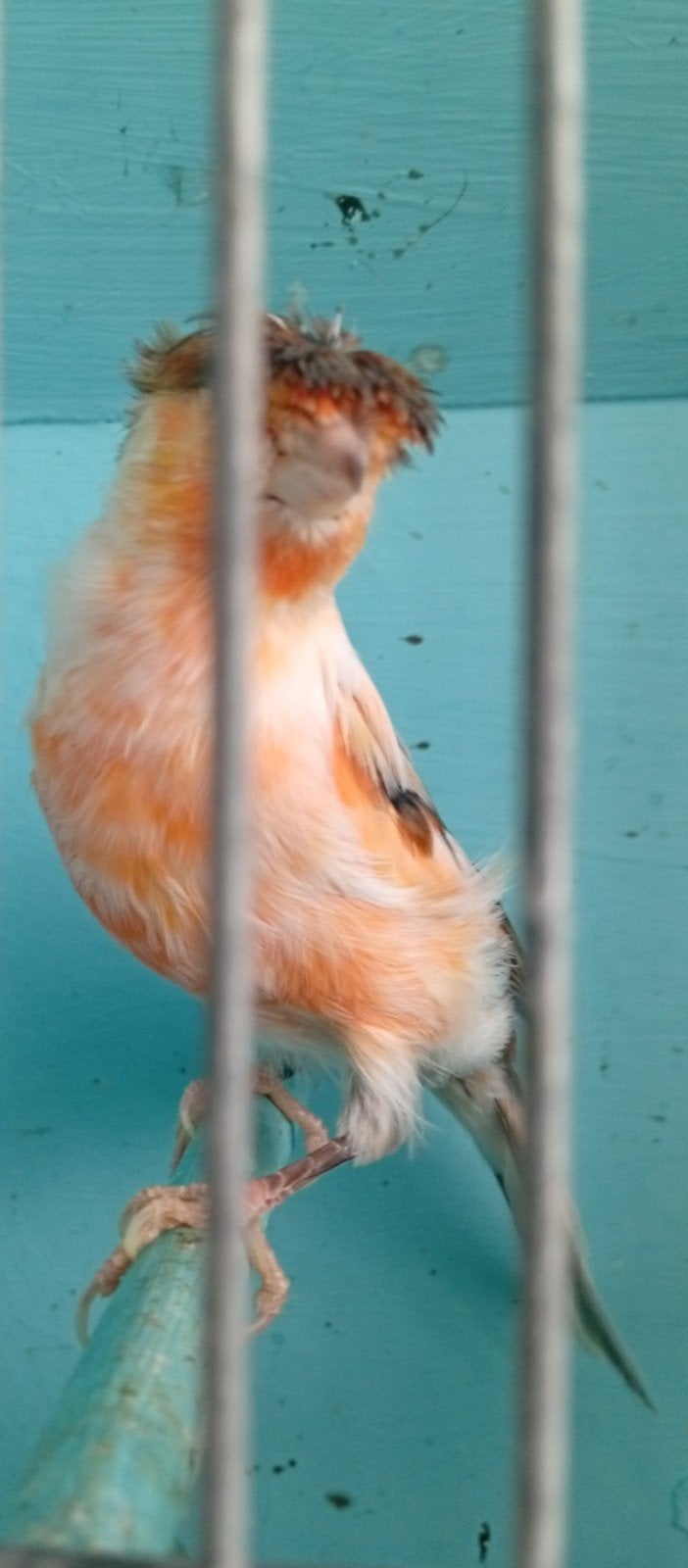 Canaris chanteur mâle marlequin 2025, Animaux & Accessoires, Mâle, Canari chanteur